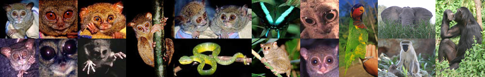 Sulawesi Wildlife